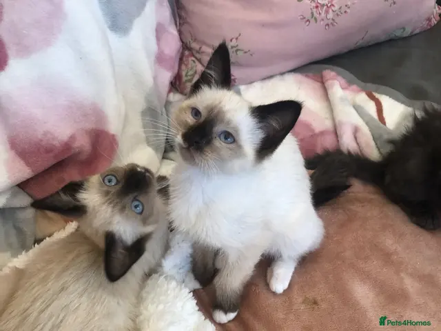 Snowshoe cats for sale: Beautiful snowshoe mixed Norwegian forest - Advert 1