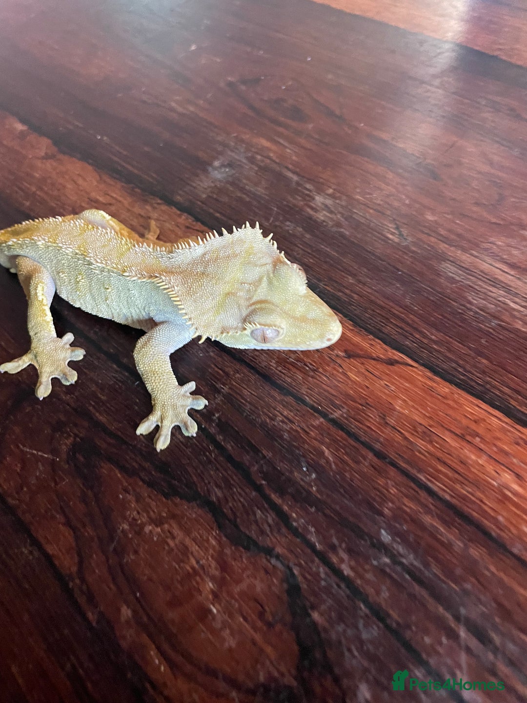 Gecko reptiles for sale: Male Crested Gecko for sale  - Image 4