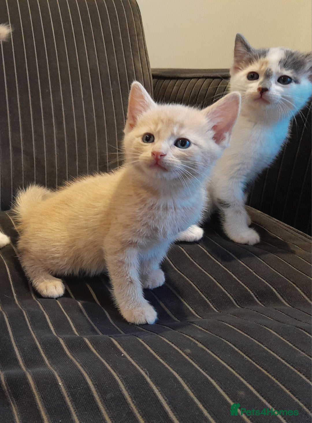 Mixed Breed cats for sale: Beautifully marked kittens  - Image 5