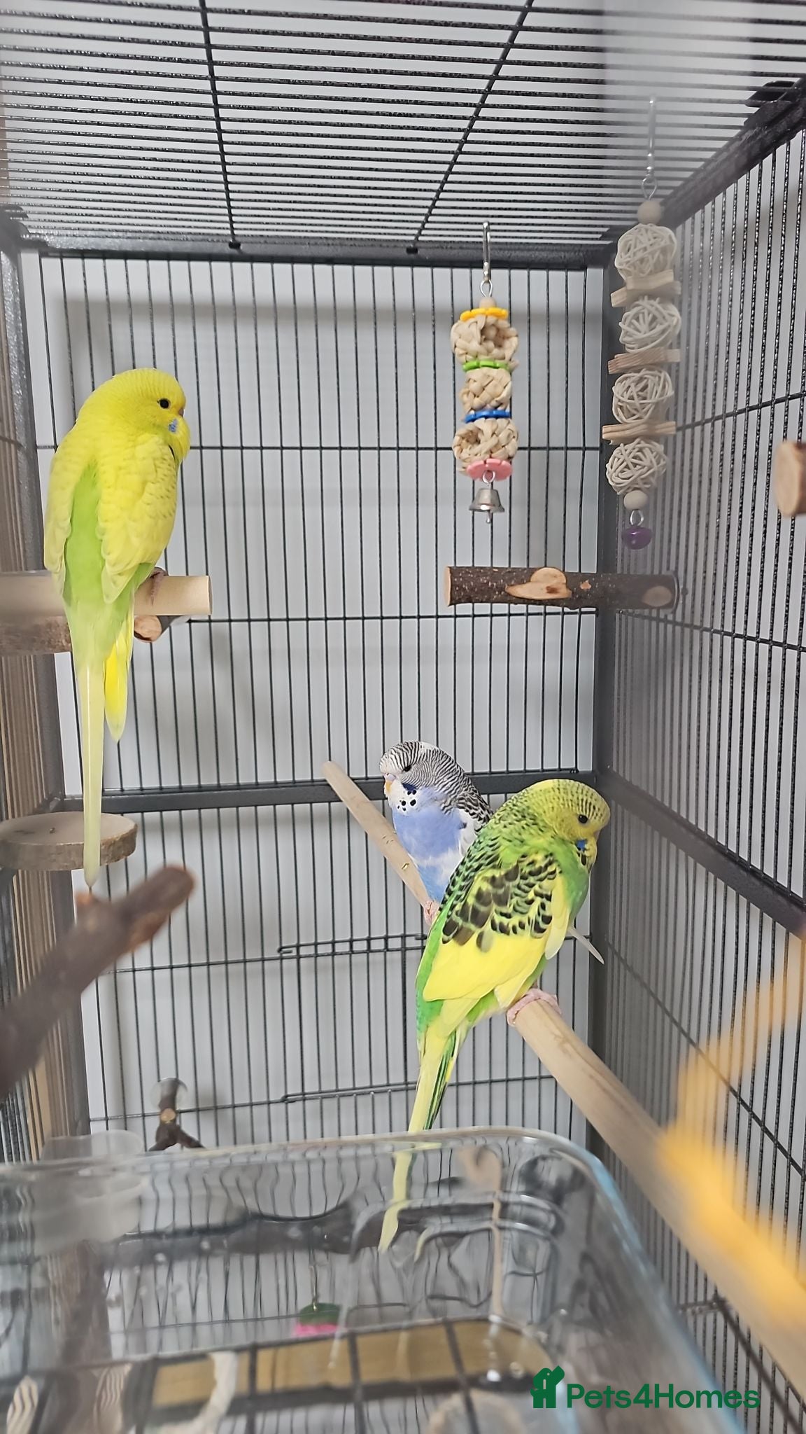 Budgerigars birds Budgies and cage - Advert 2