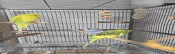 Budgerigars birds for sale: Budgies and cage in Bootle - Advert 2