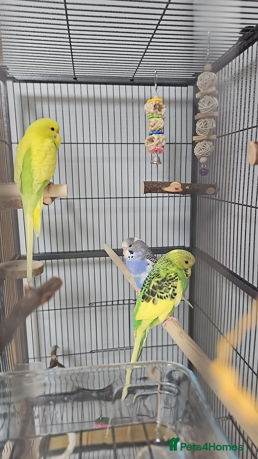 Budgerigars birds for sale: Budgies and cage in Bootle - Advert 2