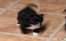 Chihuahua dogs for sale: KC chihuahua long haired boy pup ready now  - Image 5