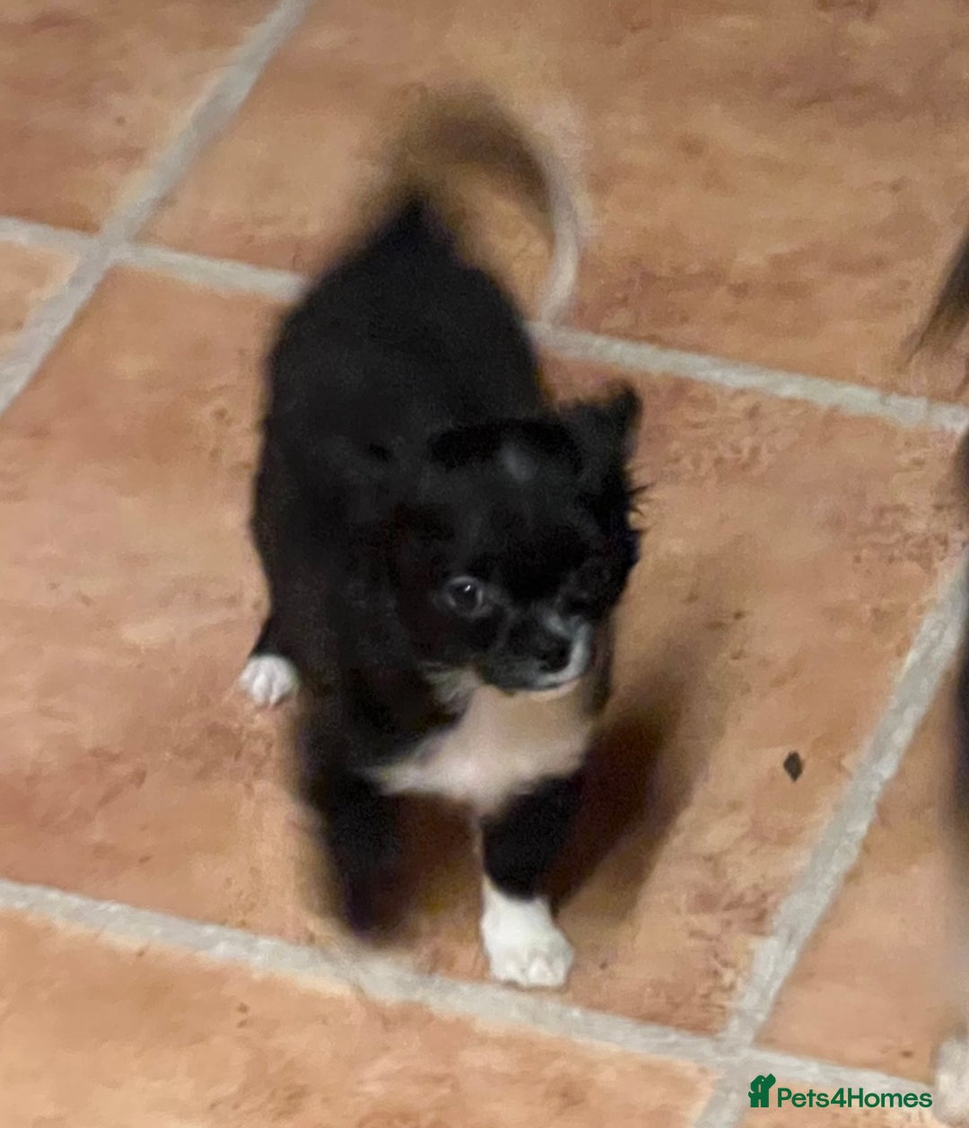 Chihuahua dogs for sale: KC chihuahua long haired boy pup ready now  - Image 5