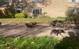 Labrador Retriever dogs for sale: 4x Black Dog Labrador Puppies - Image 5