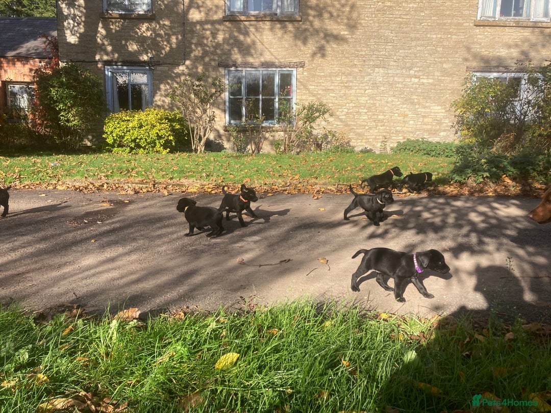 Labrador Retriever dogs for sale: 4x Black Dog Labrador Puppies - Image 5