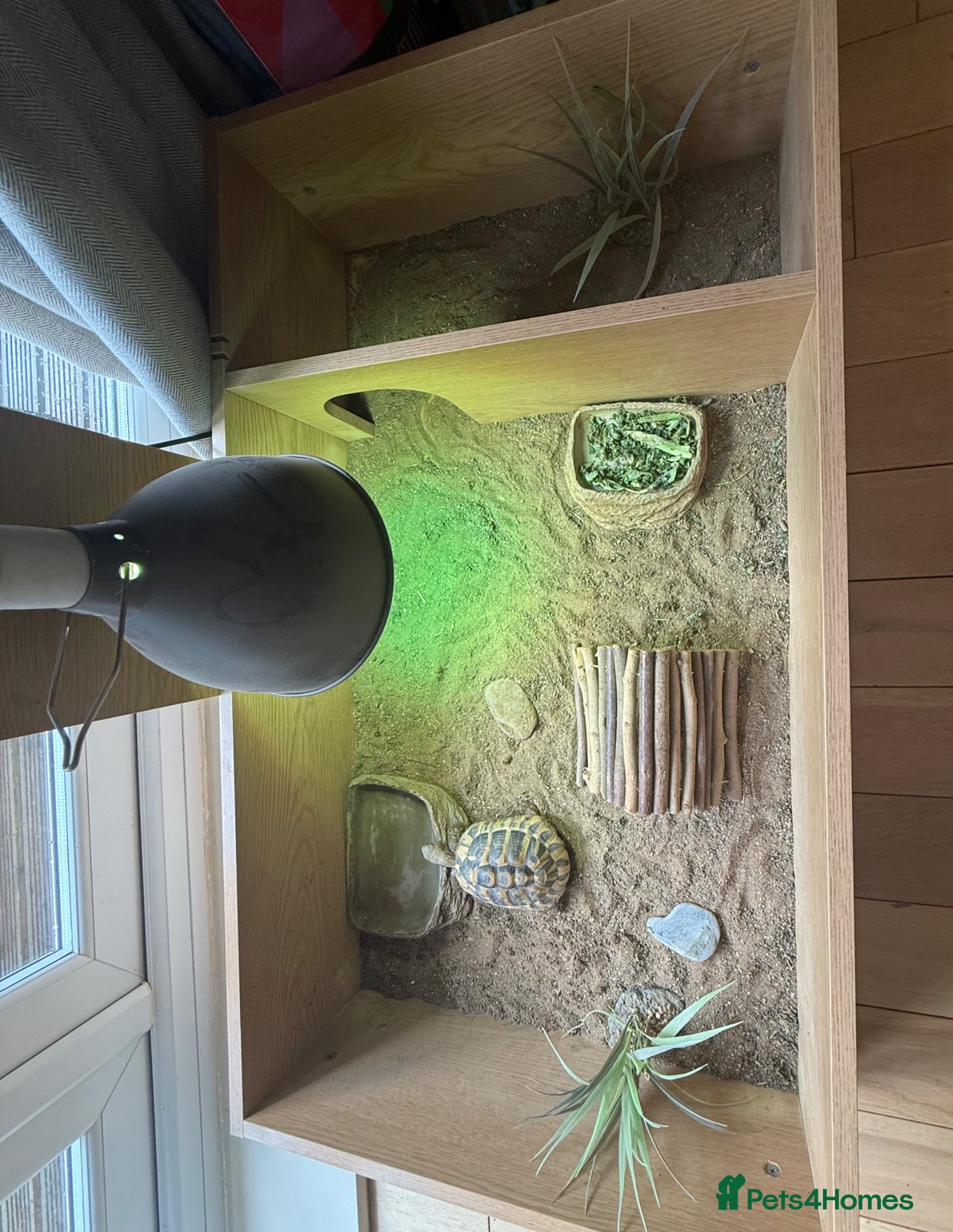 Hermann Tortoise reptiles for sale: Hermann Tortoise female 4 year - Advert 6
