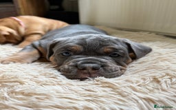 Old Tyme Bulldog dogs for sale: **Chunky NEBBER OLD TYME BULLDOG** - Image 2