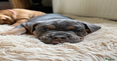 Old Tyme Bulldog dogs - Advert 1