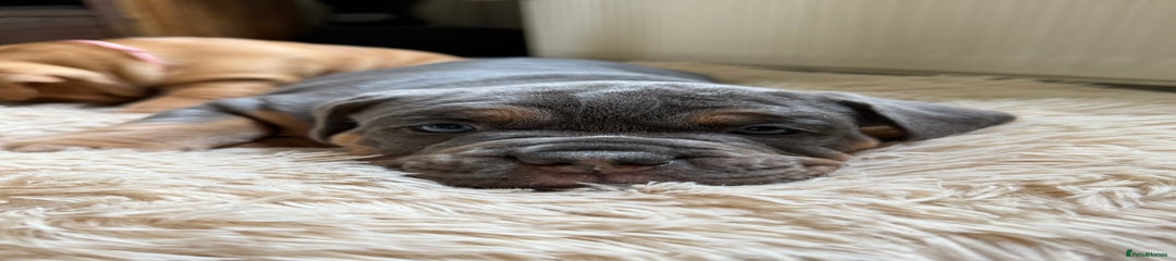 Old Tyme Bulldog Puppy 4