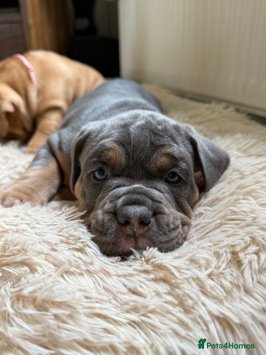 Old Tyme Bulldog dogs for sale: **Chunky NEBBER OLD TYME BULLDOG** - Image 2