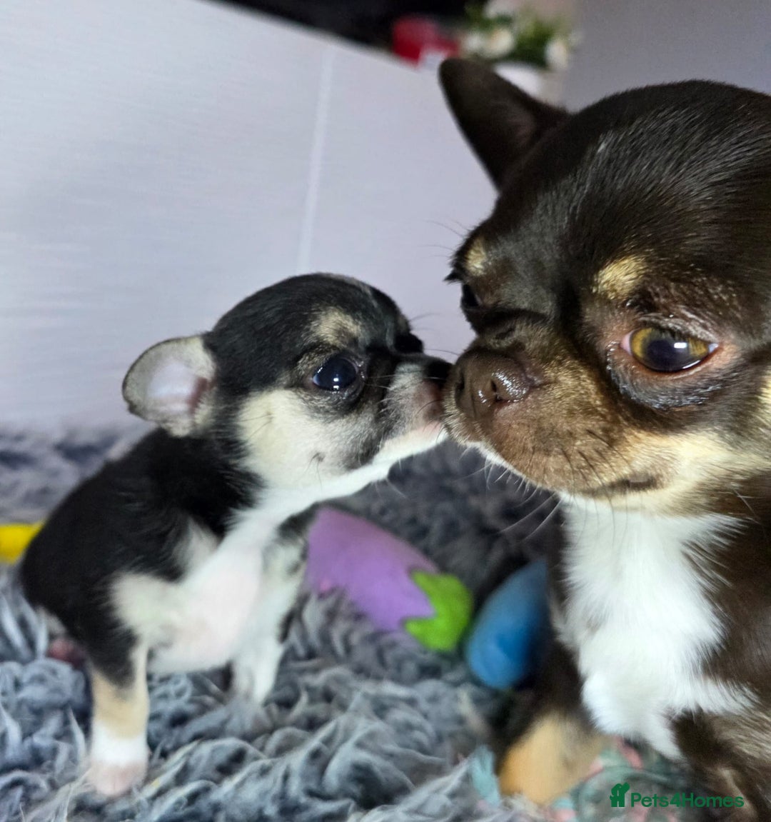 Chihuahua dogs for sale: Chihuahua Puppies 20TH  READY TO GO  - Advert 8
