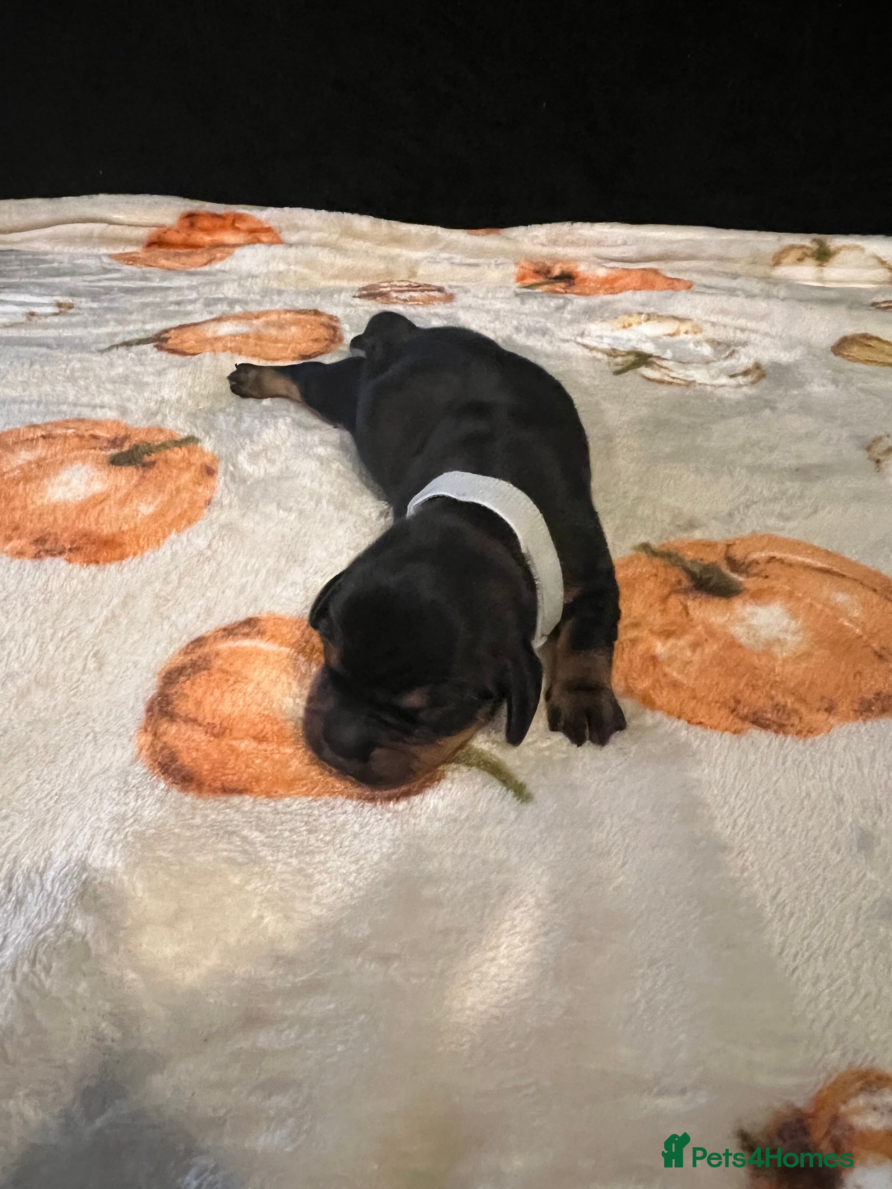 Miniature Dachshund dogs Miniature dachshund puppy available  - Advert 2