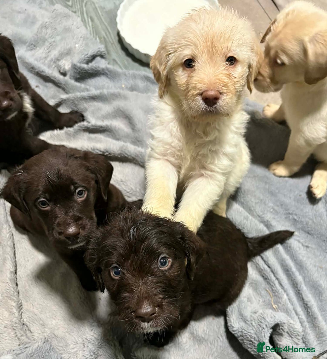 Labradoodle dogs for sale: Beautful labradoodle puppies available for sale  - Advert 19