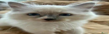 Ragdoll 7