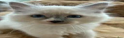 Ragdoll cats for sale: 7 Beautiful blue eyed pedigree Ragdolls - Advert 3