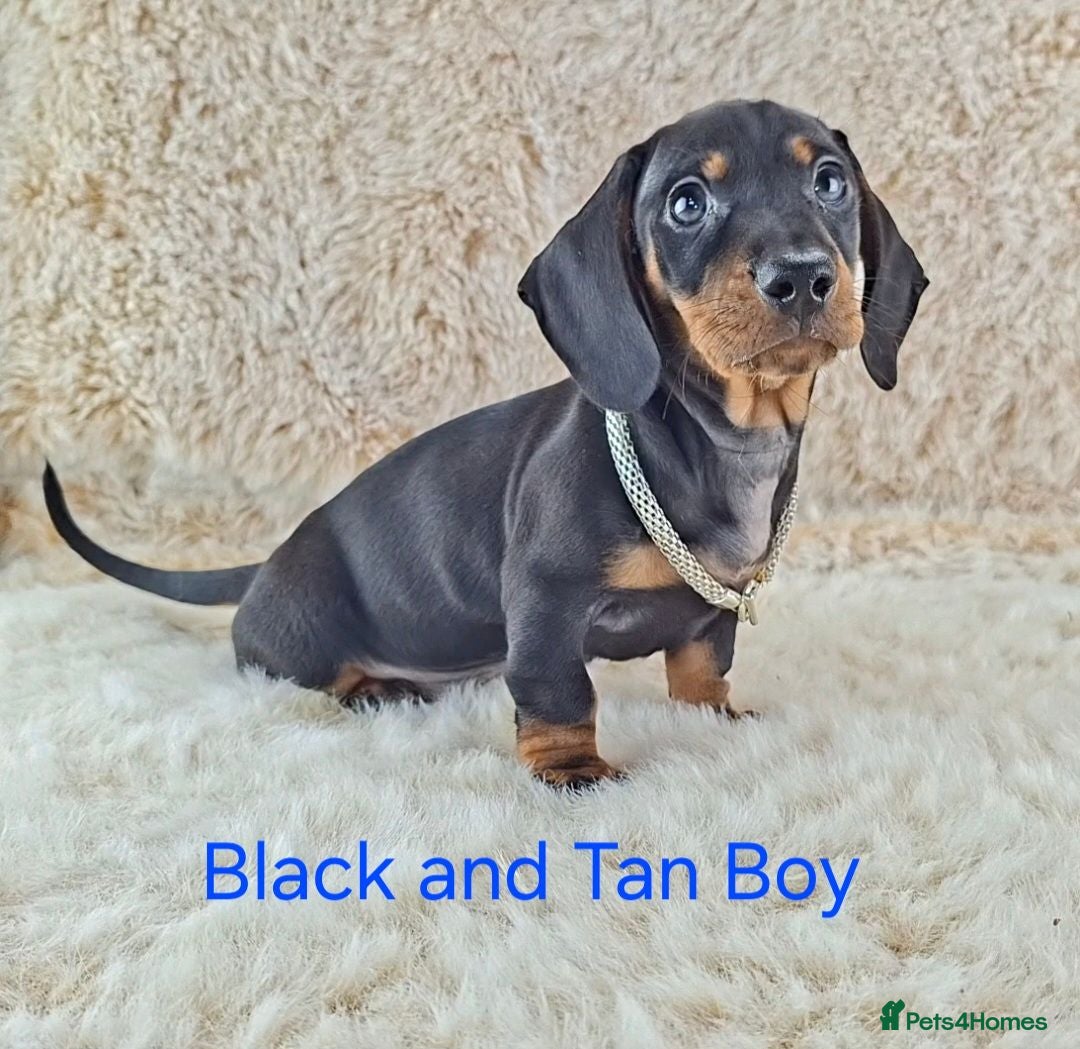 Dachshund dogs Classic Miniature Dachshund Puppies  - Advert 2