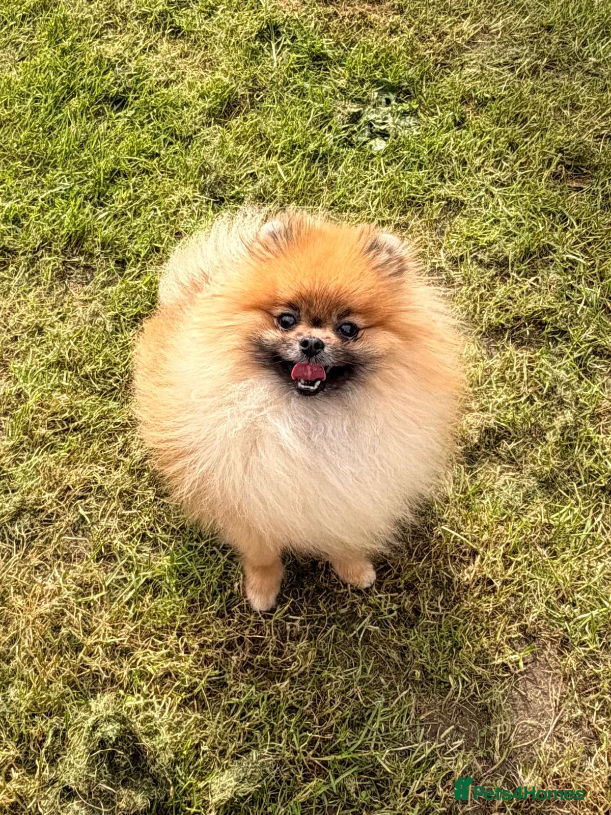 Pomeranian dogs Female pomeranian  - Advert 2