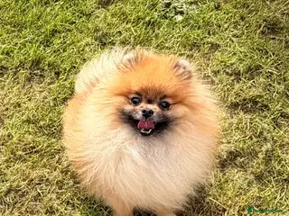 Pomeranian dogs Female pomeranian - Advert 2