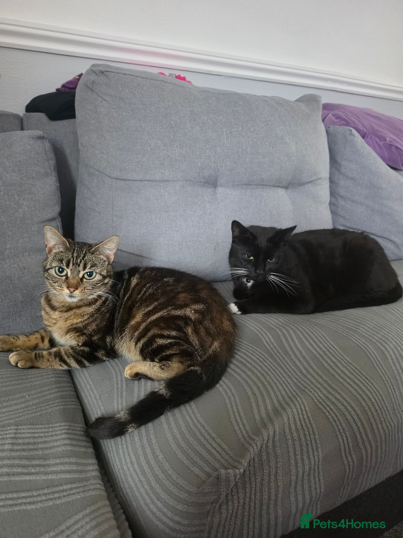 Mixed Breed cats 2 Lovely Cats (Mother & Son)Looking for a New Home - Advert 1