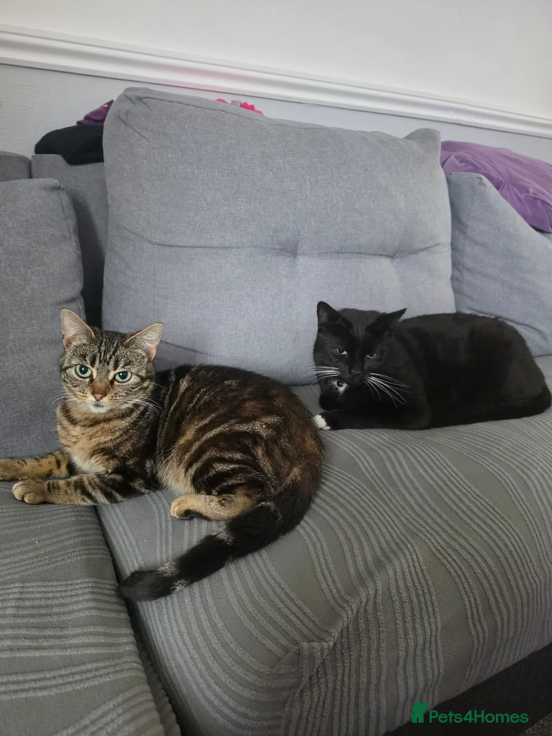 Mixed Breed cats for sale: 2 Lovely Cats (Mother & Son)Looking for a New Home - Advert 1