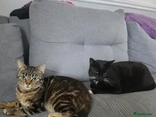 Mixed Breed cats 2 Lovely Cats (Mother & Son)Looking for a New Home - Advert 1