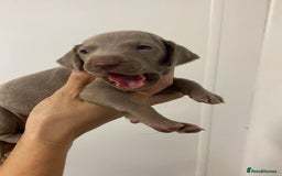 Weimaraner dogs for sale: 2 boys/2 girls available  - Image 6