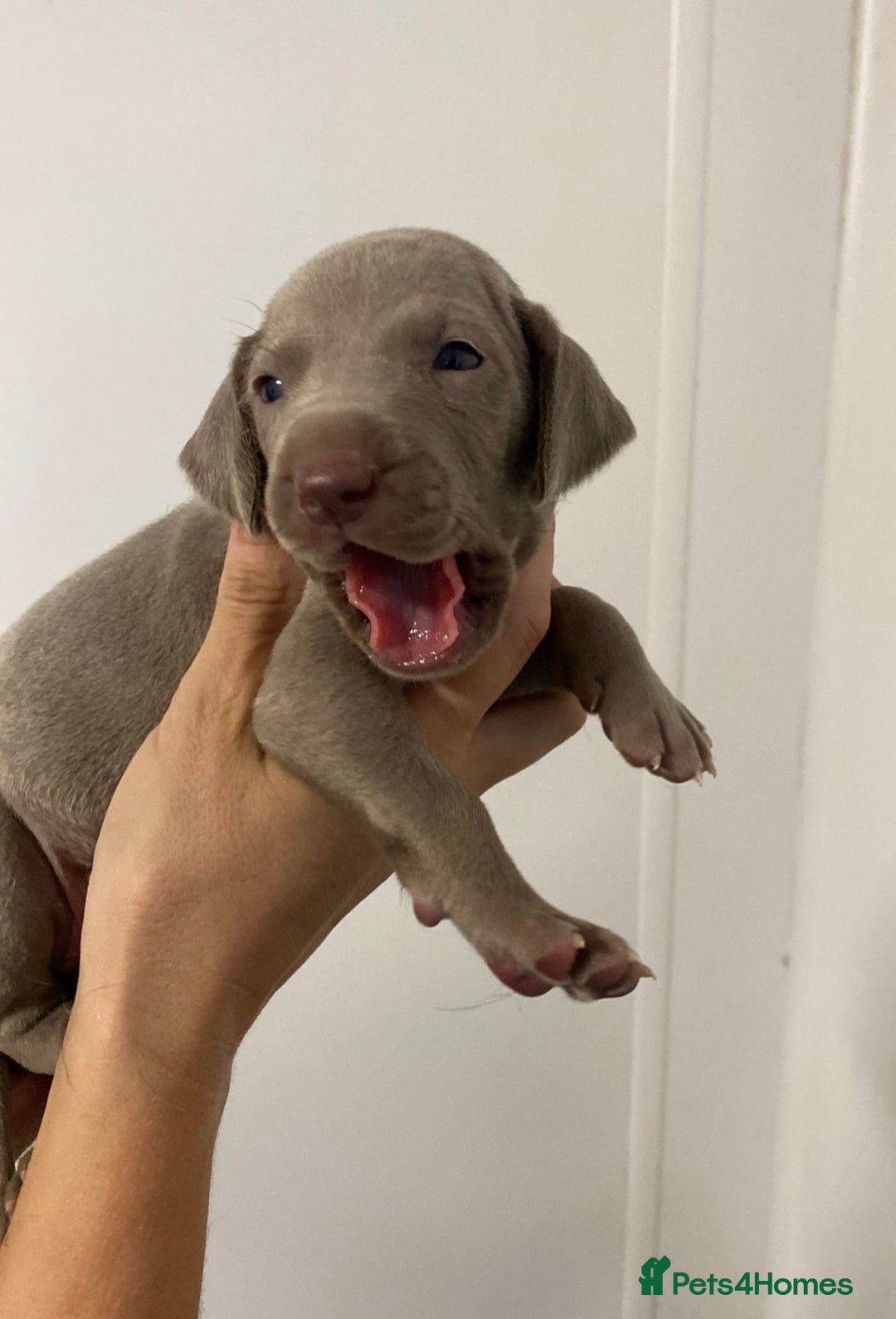 Weimaraner dogs for sale: 2 boys/2 girls available  - Image 6