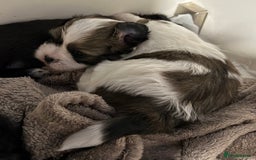 Maltipoo dogs for sale: Maltipoo puppies  - Image 3