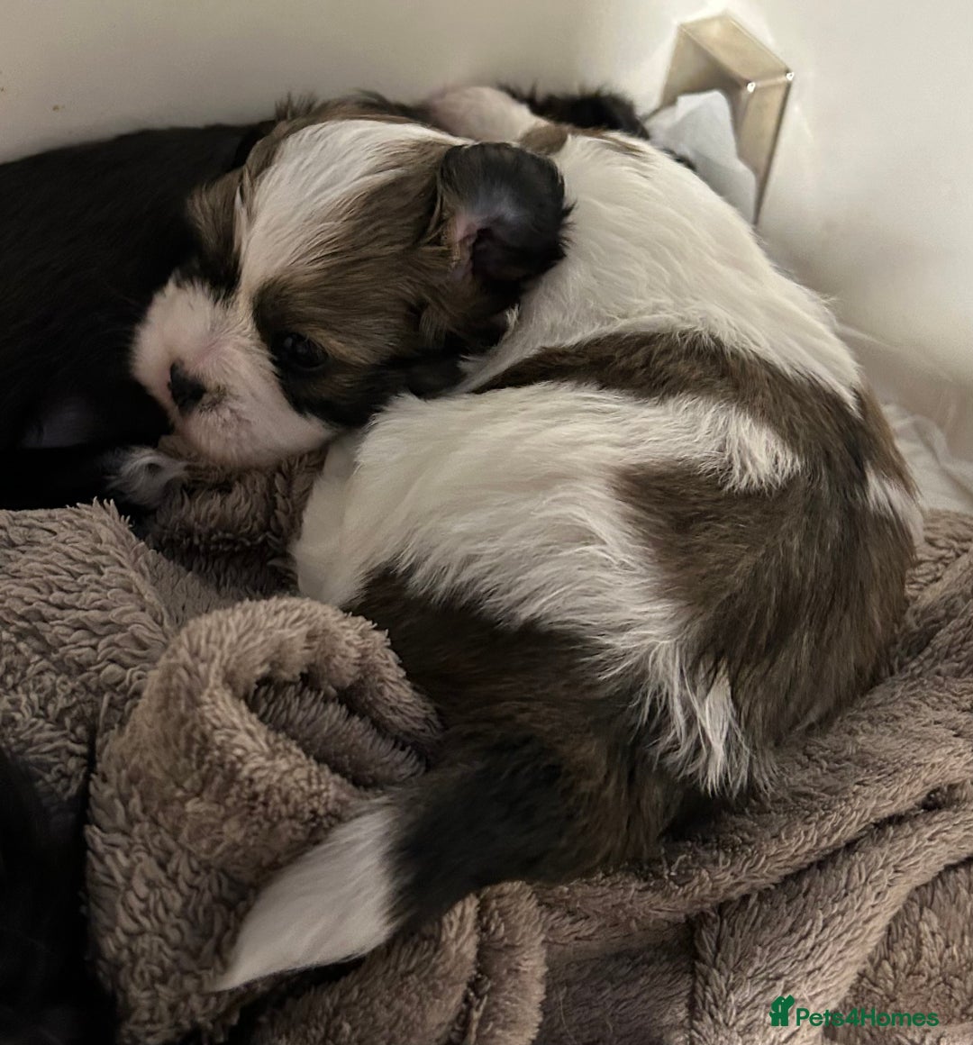 Maltipoo dogs for sale: Maltipoo puppies  - Image 3