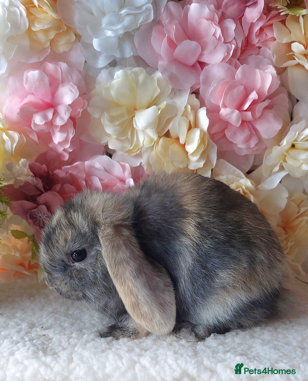 Mini Lop rabbits for sale: mini lops - Image 4