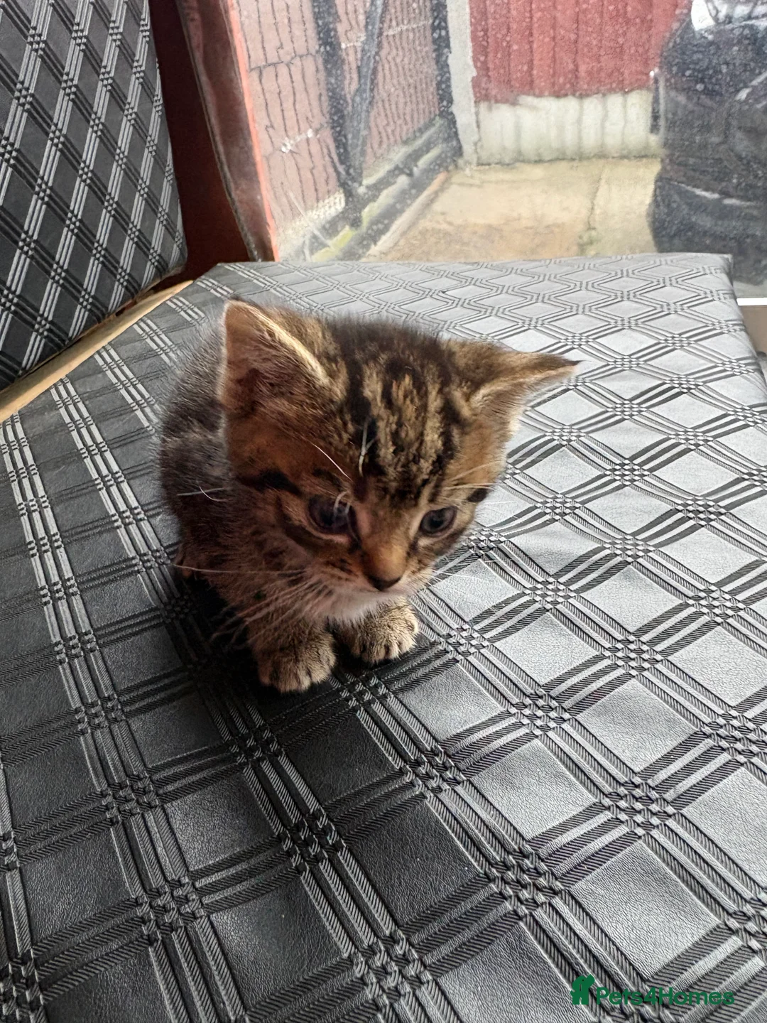 Mixed Breed cats for sale: 3 lovely female kittens - Advert 2