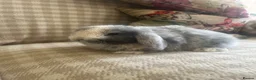 Mini Lop rabbits for sale: Gorgeous mini lops - Advert 36
