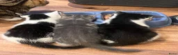Mixed Breed cats for sale: 🐾 Gorgeous Kittens Ready for Their Forever Homes! - Advert 4