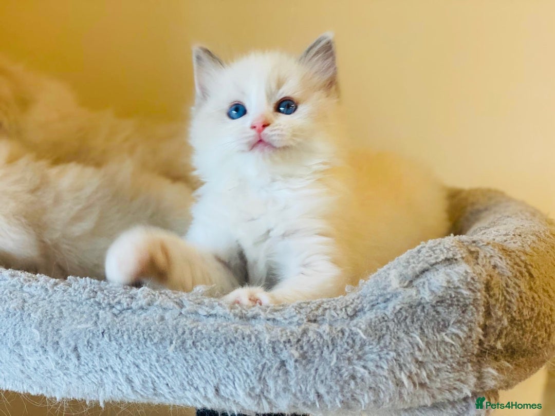 Ragdoll cats for sale: Pure Stunning Ragdoll Kittens - Advert 9