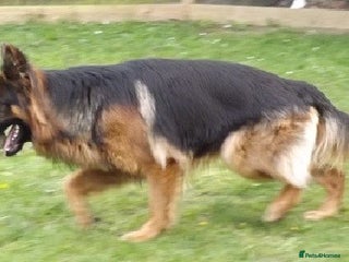 German Shepherd dogs in Wisbech - Advert 11
