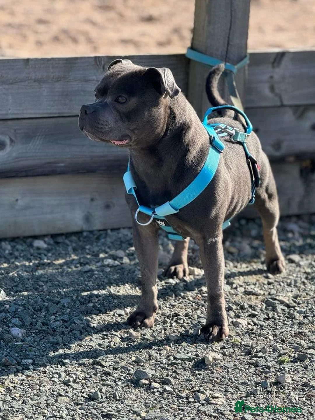 Staffordshire Bull Terrier dogs for stud: EXCEPTIONAL STUD. (litter brother to boss)  in Crewe - Advert 2