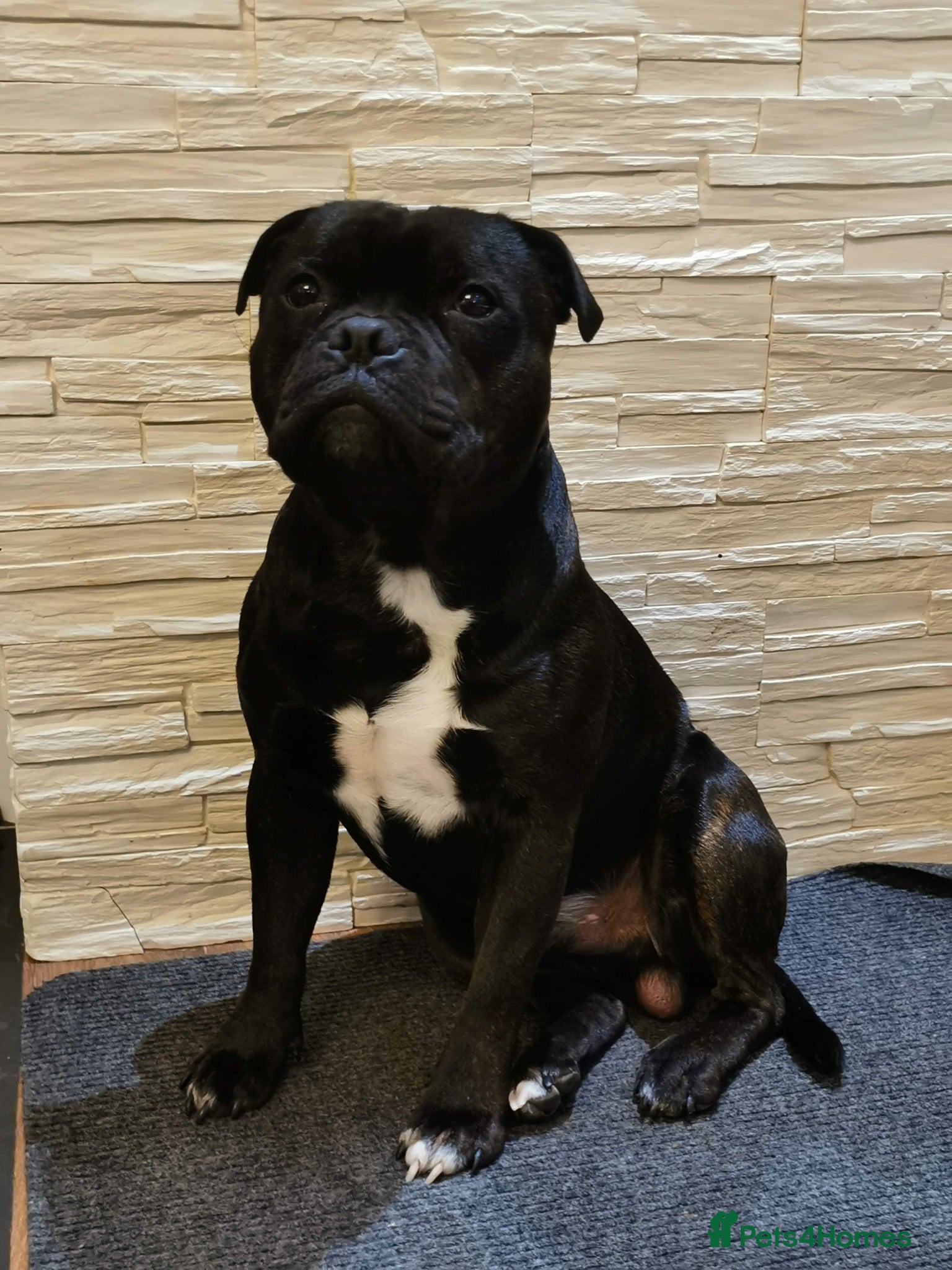 Staffordshire Bull Terrier dogs Staffordshire Bull Terrier Available for Stud - Advert 6