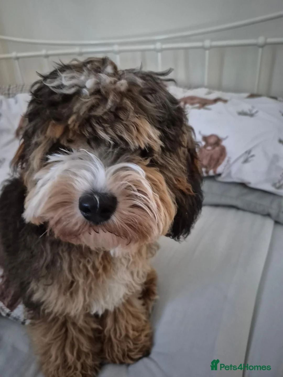Cockapoo dogs for sale: 7 month old Cockerpoo  - Advert 3