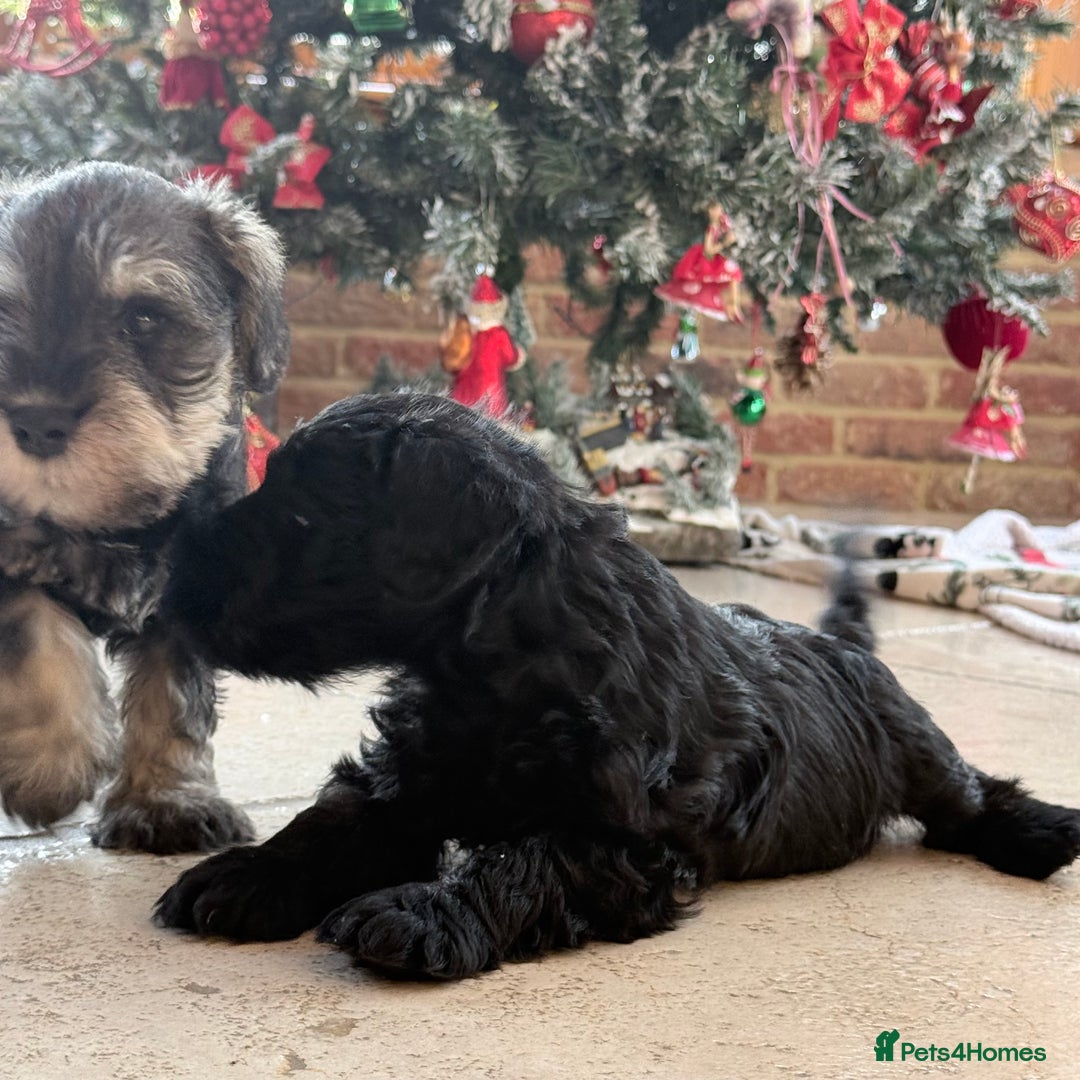 Miniature Schnauzer dogs for sale: 🌟Adorable Miniature Schnauzers Puppys 🌟 - Advert 5