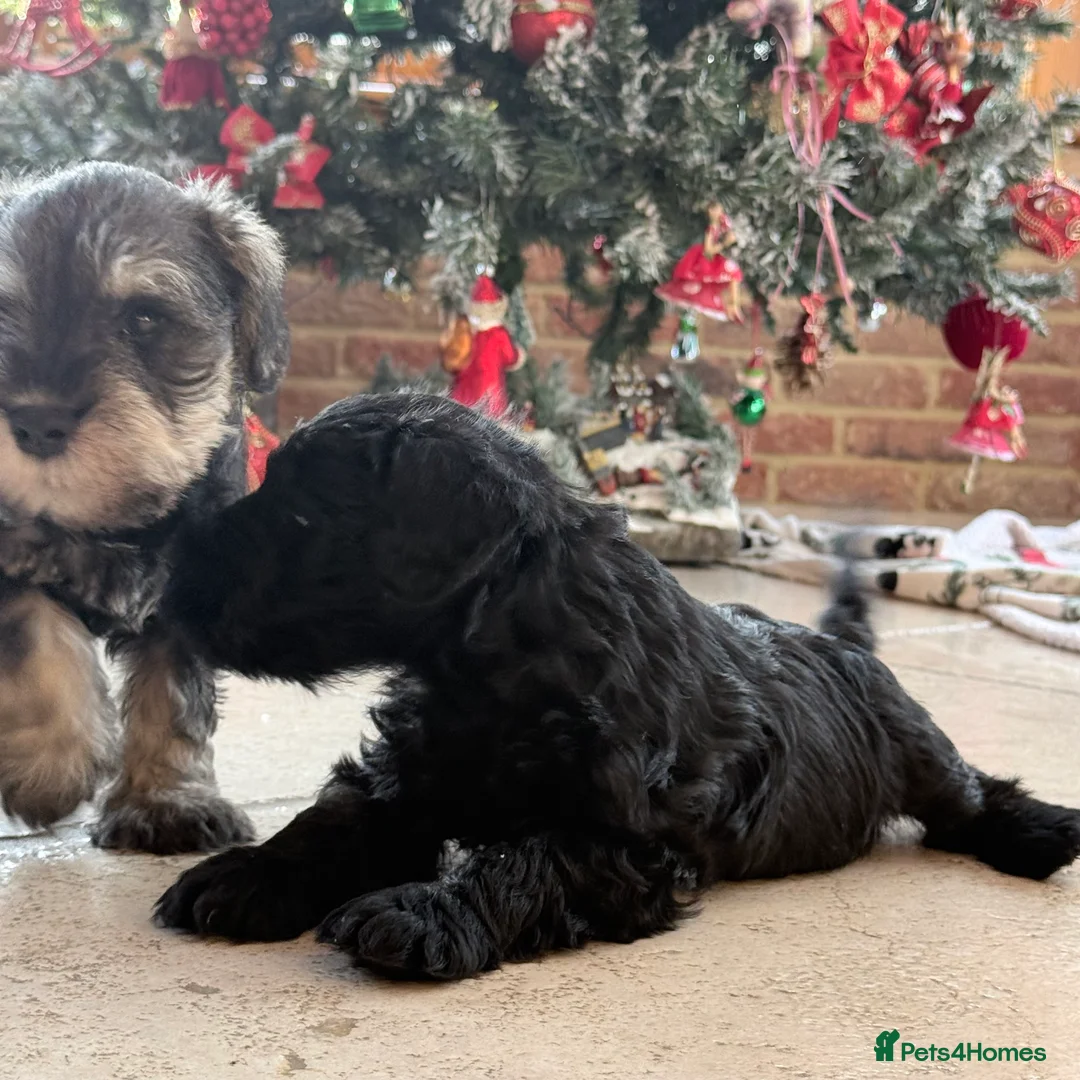 Miniature Schnauzer dogs for sale: 🌟Adorable Miniature Schnauzers Puppys 🌟 - Advert 5