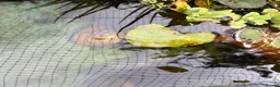 Snails invertebrates for sale: Fresh Water Swan Mussels 10x 6” in length  in Saffron Walden - Advert 2