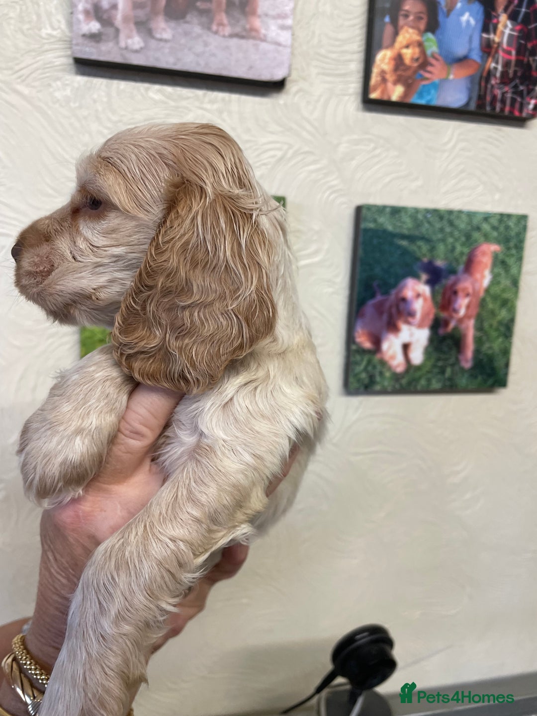 Cocker Spaniel dogs for sale: SHOW TYPE COCKER SPANIEL PUPS - Image 8