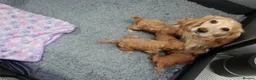 Cockapoo dogs for sale: Health tested: Champion lines  F1 puppies  - Advert 4