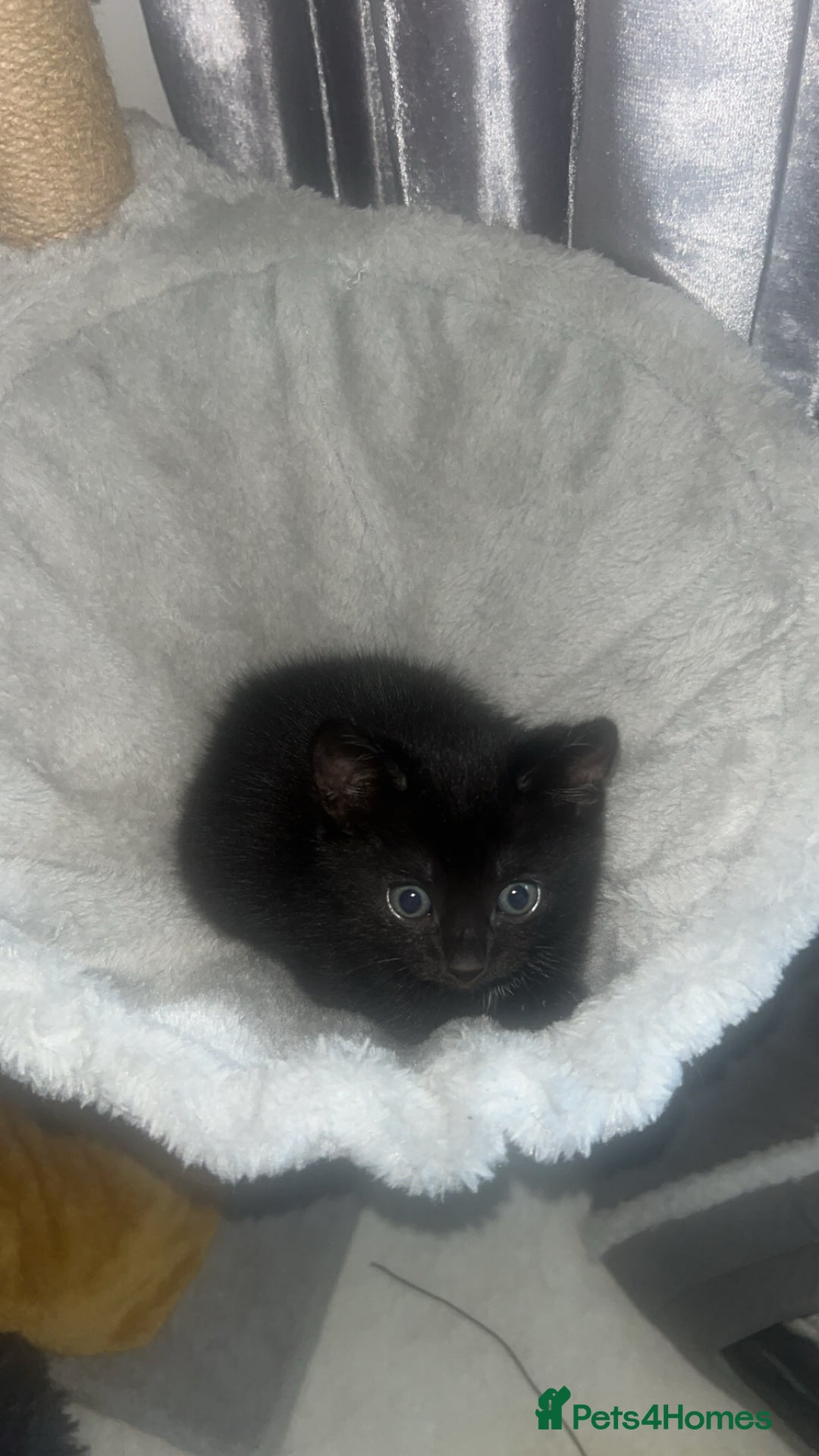 Bombay cats for sale: Black female kitten - Advert 3