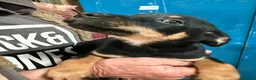 Australian Kelpie dogs for sale: Australian kelpie puppies - Advert 21