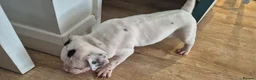 Mixed Breed dogs for sale: Beautiful Staffy x pups - friendly and healthy - Advert 11