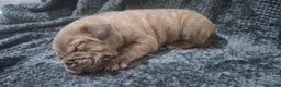Mixed Breed dogs for sale: Outstanding Mastiff Puppies looking for homes  - Advert 7