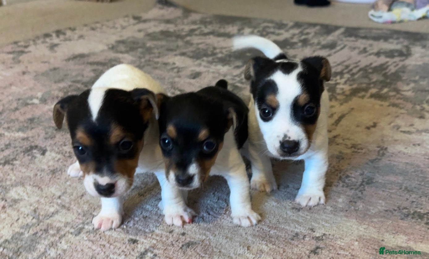 Jack Russell dogs Jack Russel terriers 3 - Advert 5