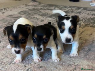 Jack Russell dogs Jack Russel terriers 3 - Advert 6